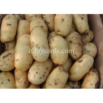 vendita calda di patate fresche tengzhou